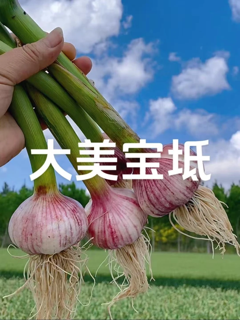 宝坻大蒜富硒地标农产品古代贡品大蒜素高紫色外皮饱含花青素