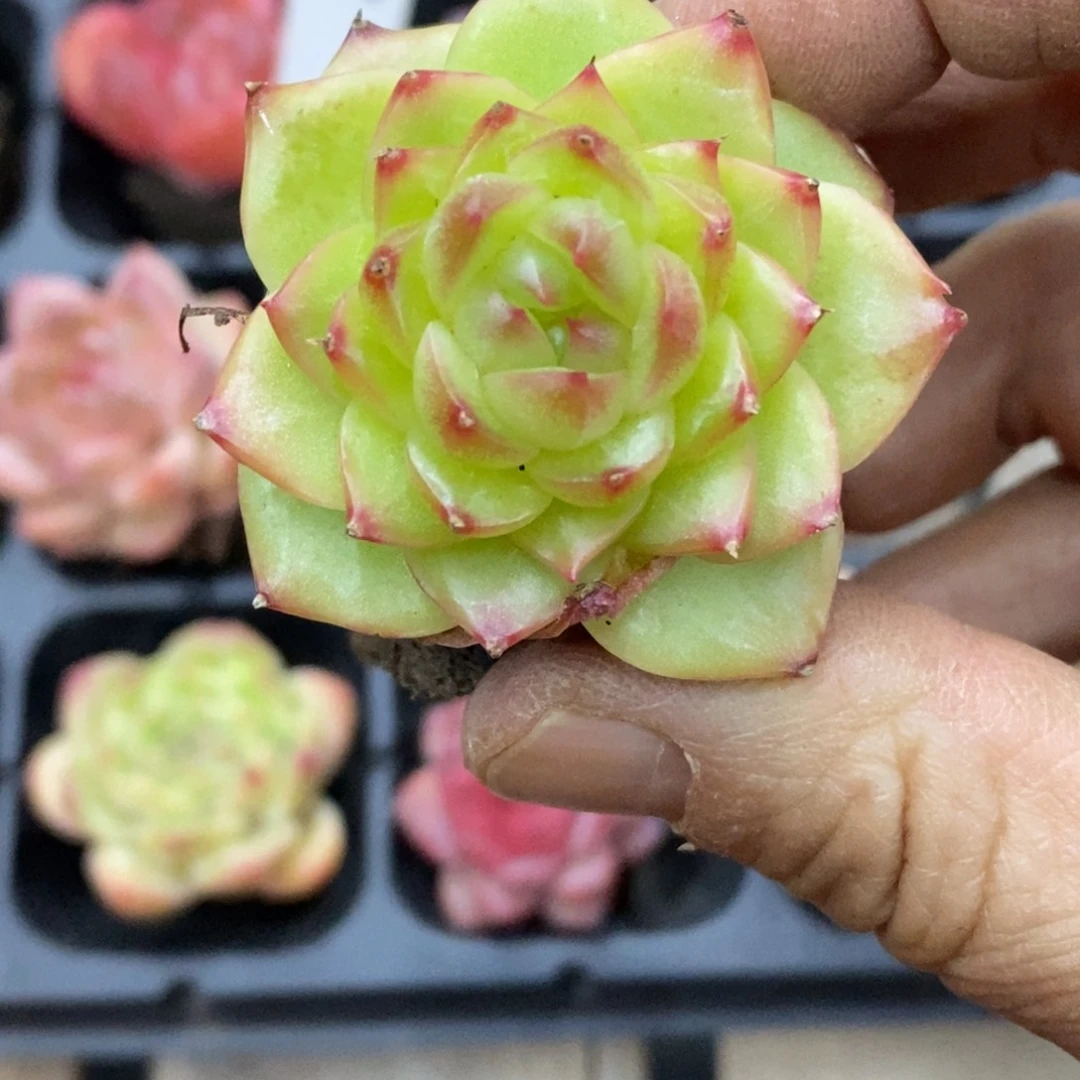 精品多肉一物拍不包整350