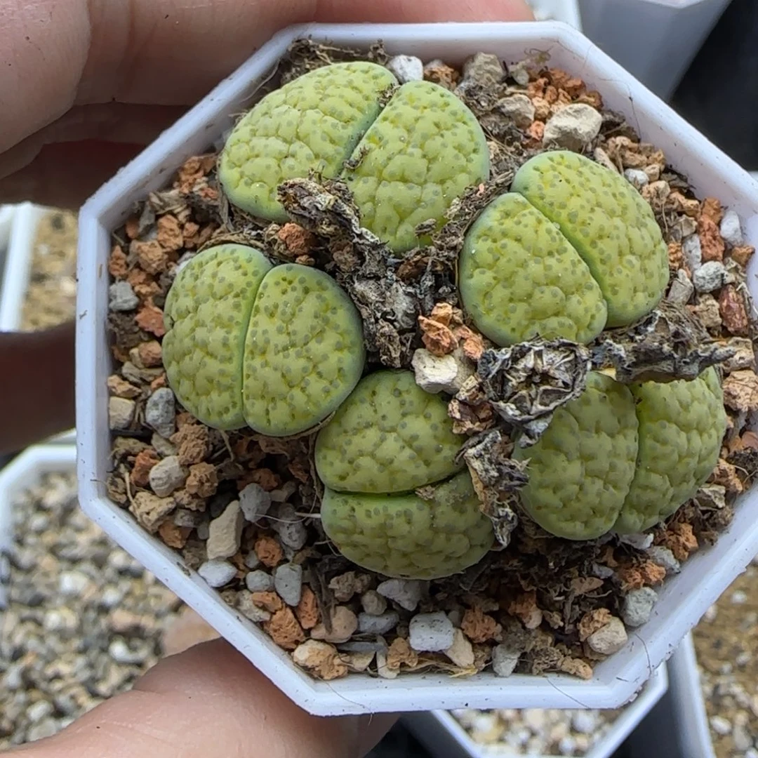 5头微纹群满30包邮发货