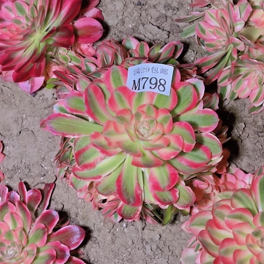798粉女巫多肉植物