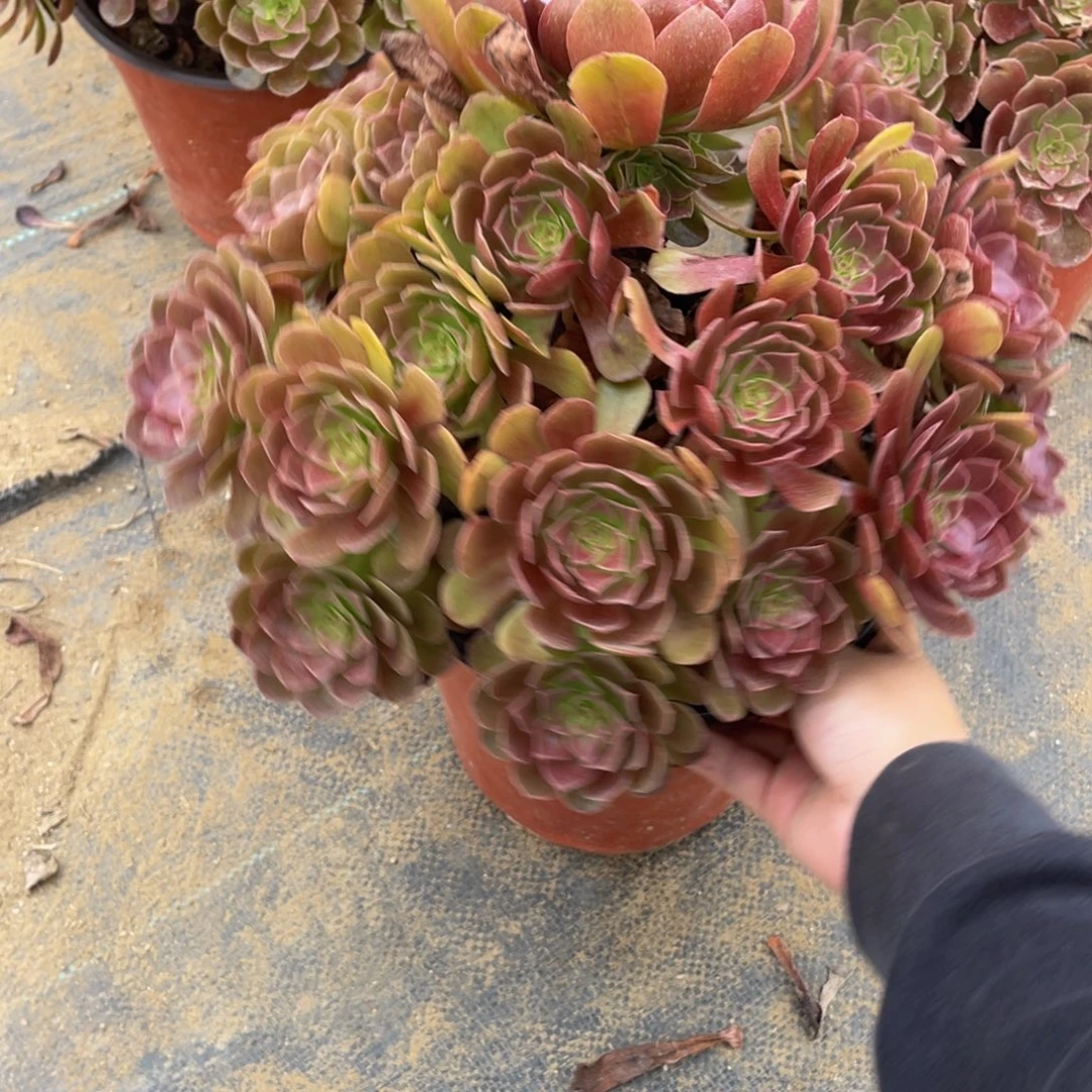 545黑美人法师多肉断枝不包