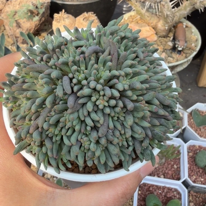 晶珊瑚（满28包邮）