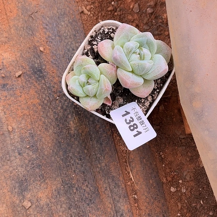 阿雅园艺。     1381