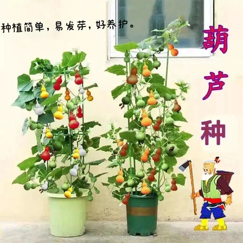 手捻葫芦种子七彩葫芦植物盆栽宝葫芦特小葫芦种文玩四季菜种