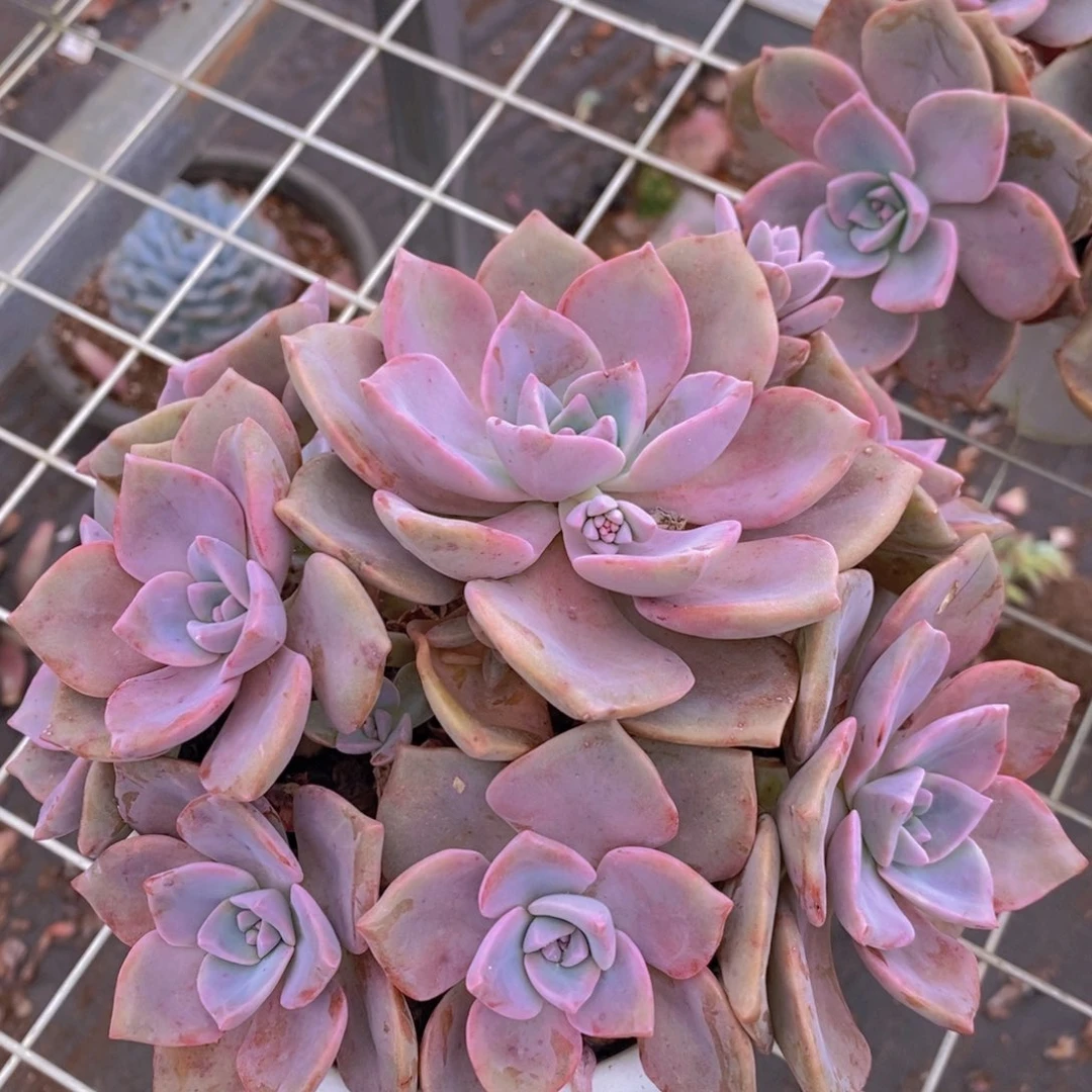 彩虹糖多头多群生老桩