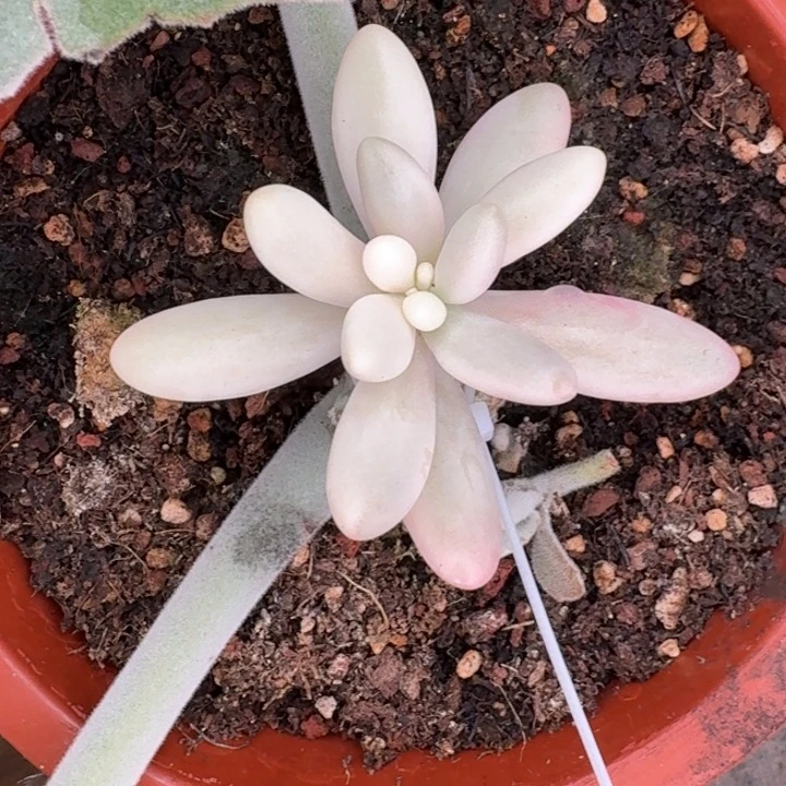 苏樱美人侧芽一物一拍