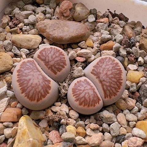 2240菊红窗菊花纹双头母本带盆
