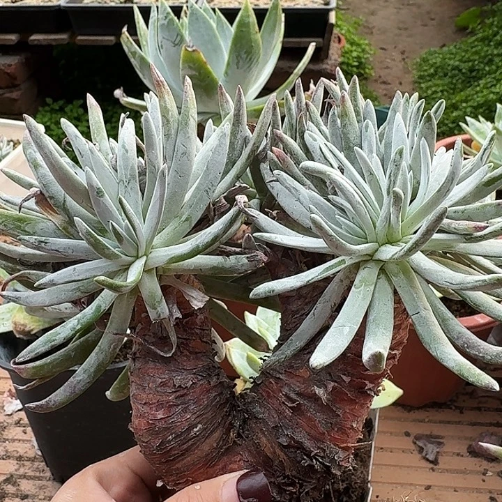 爱杜丽丝一物一拍418