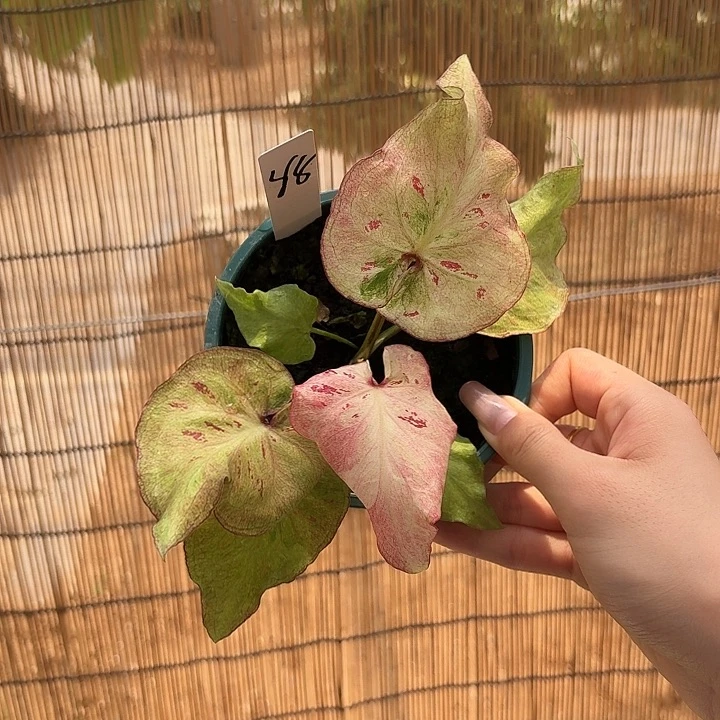 泰国彩叶芋88-0611