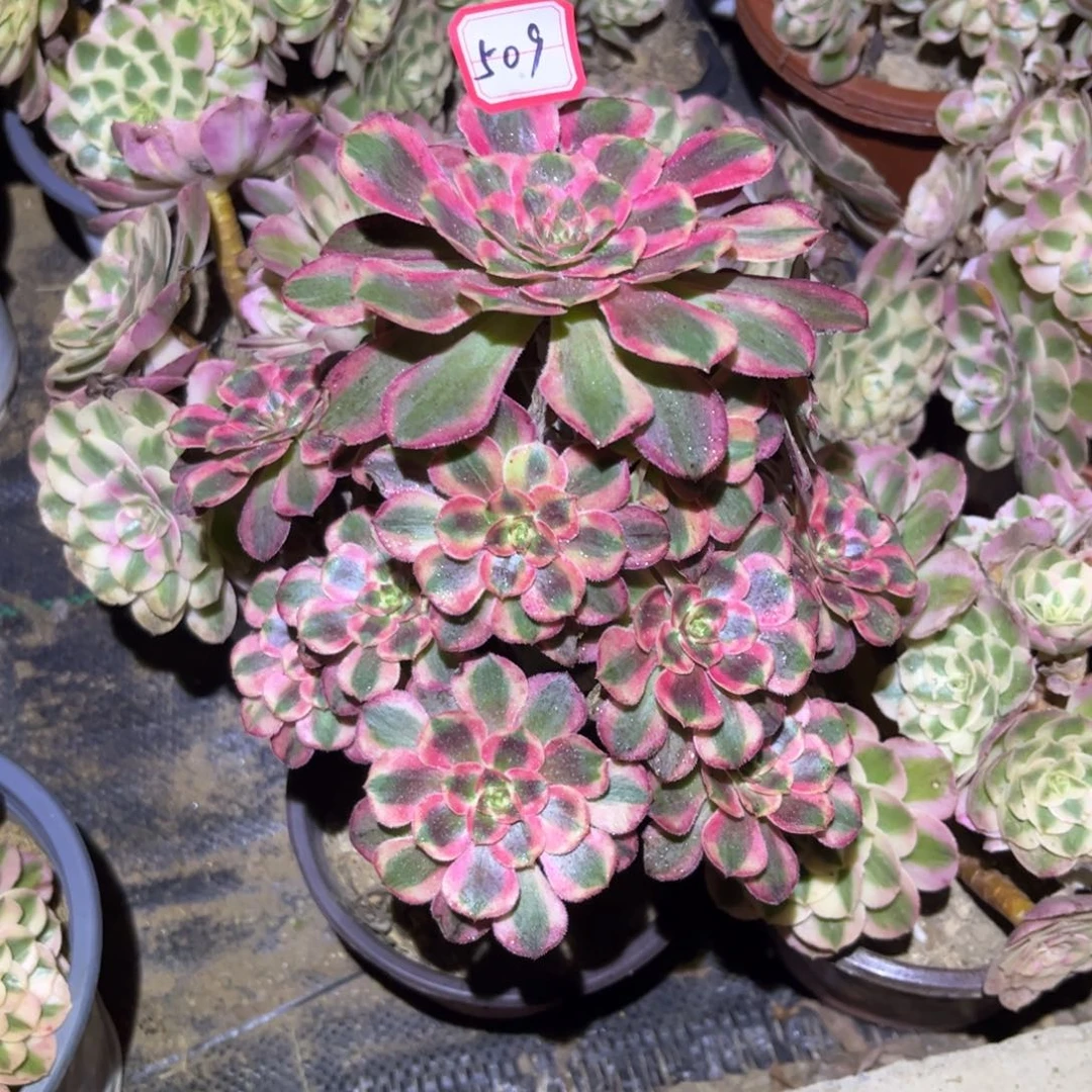 509多肉植物粉初恋