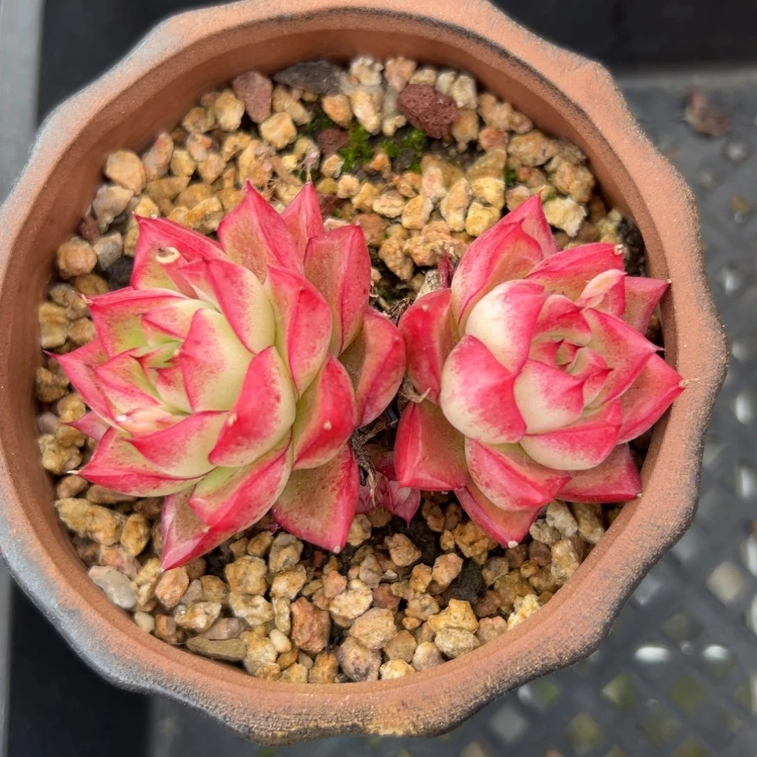 梦幻女王精控多肉一物一拍