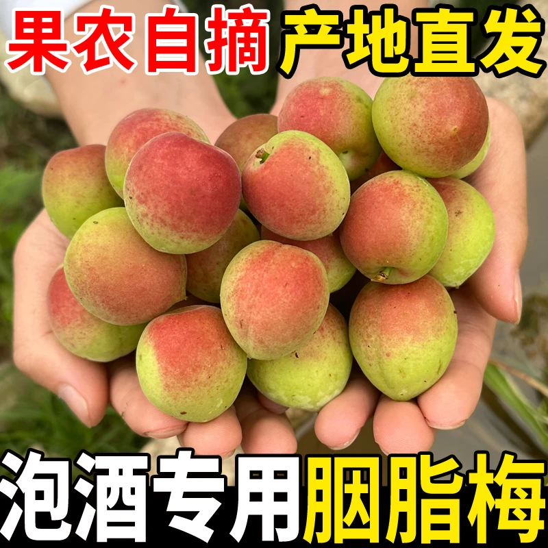 【顺丰】2025年胭脂梅新鲜胭脂梅红梅现摘鲜果腌制泡酒酵素露青梅果