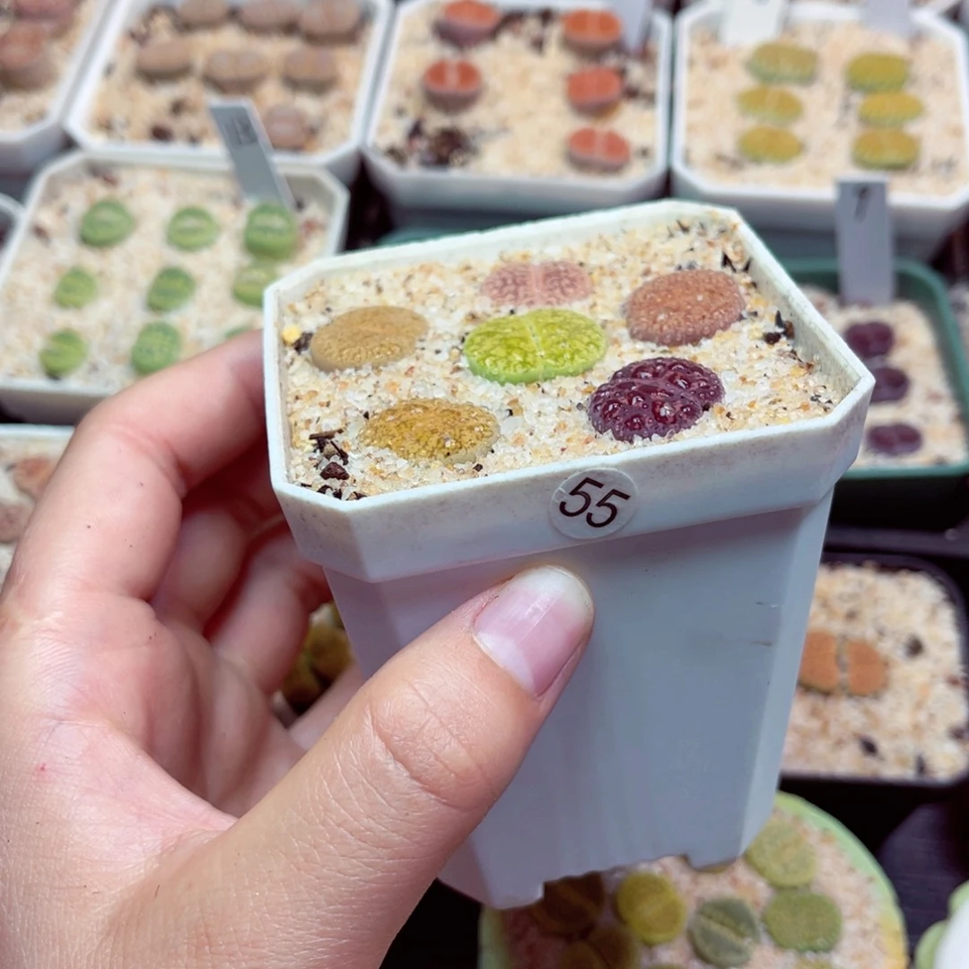 55号带盆包邮发货