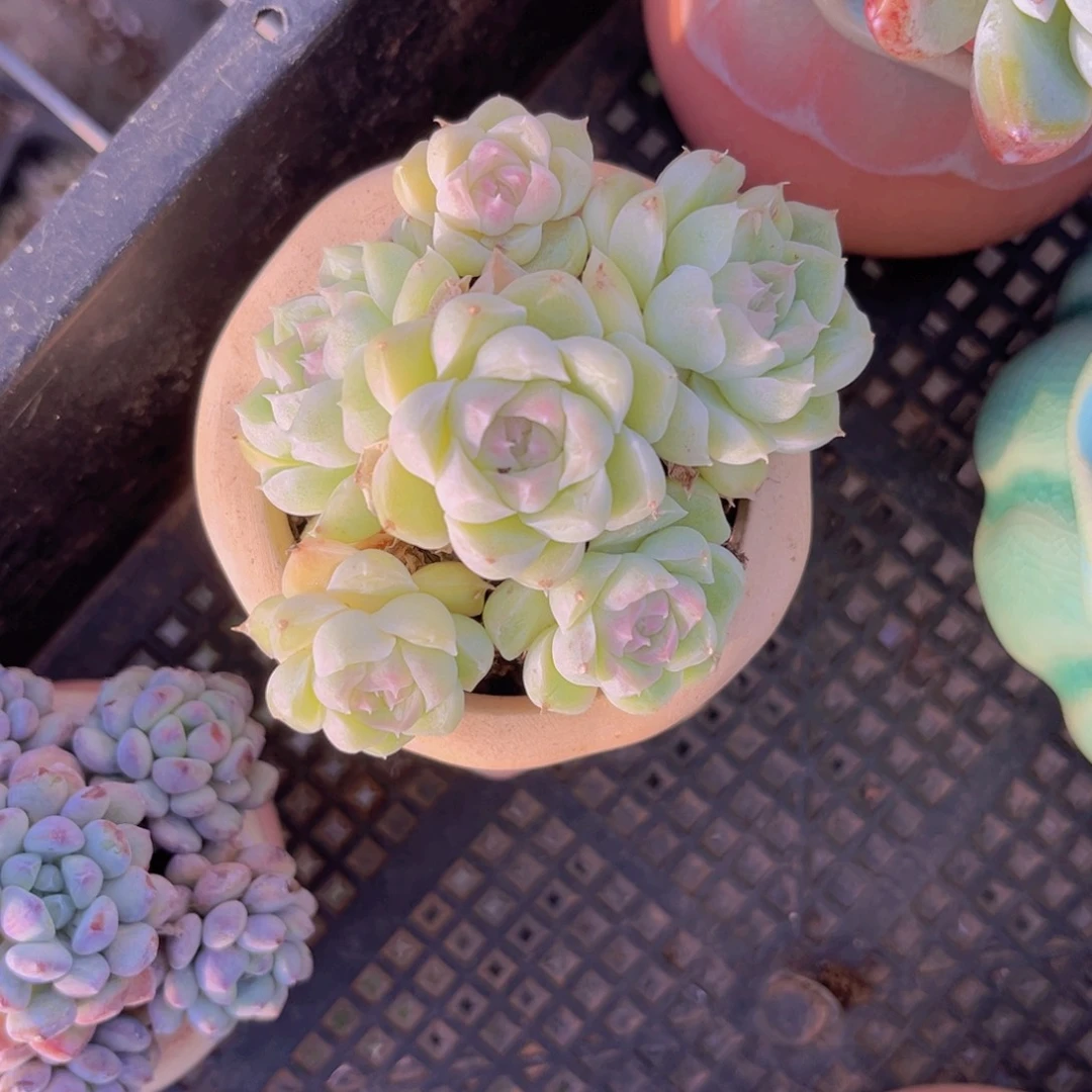 7.5公分月影99999999999