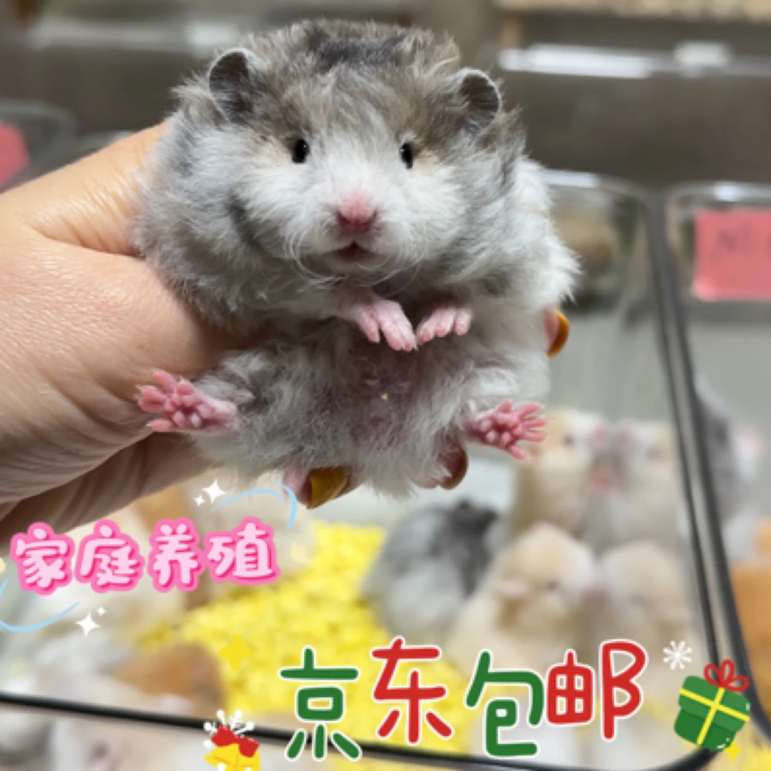 活体家养金丝熊波利直毛卷毛包活包风险腾盒运输