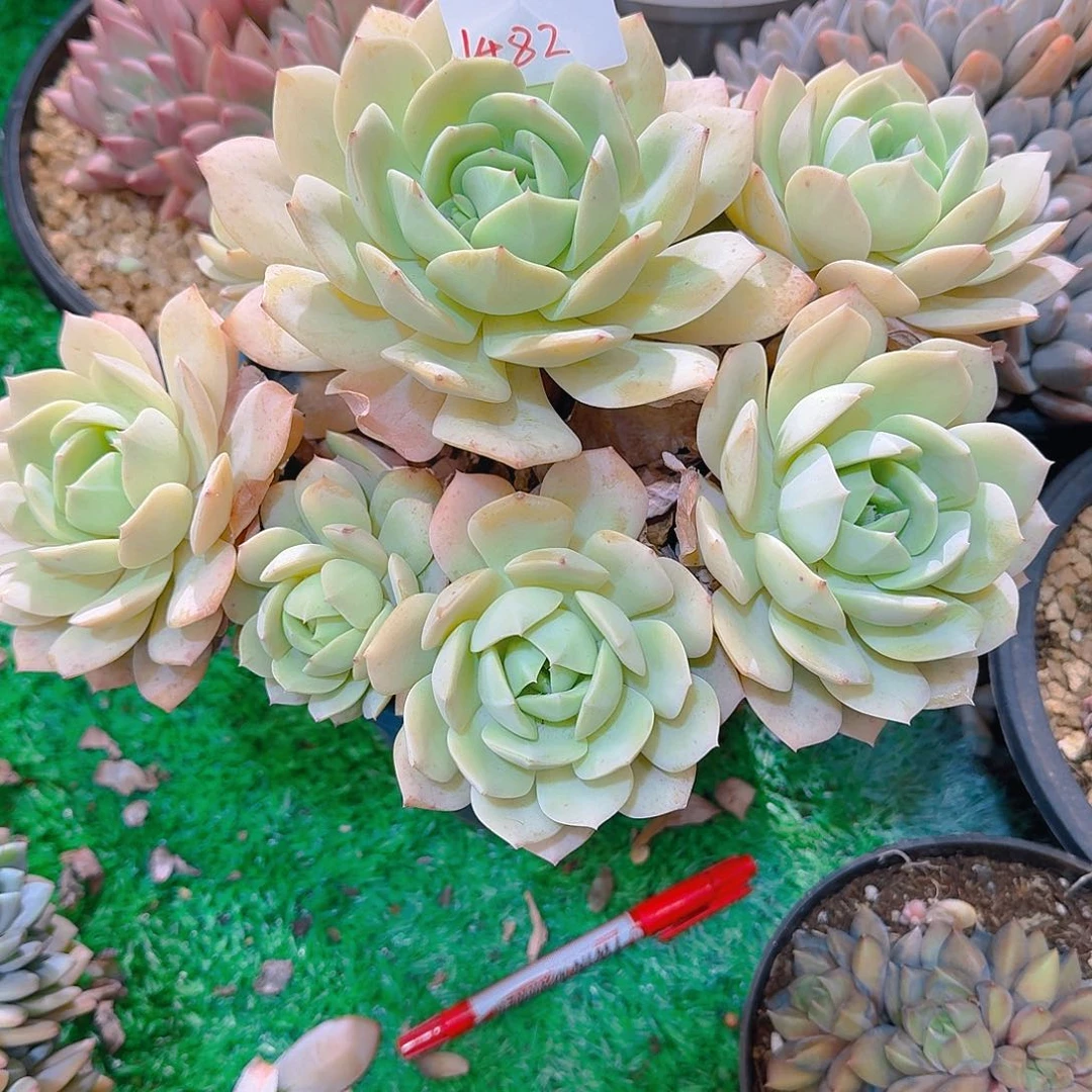 航*哥1482恋曲多肉植物