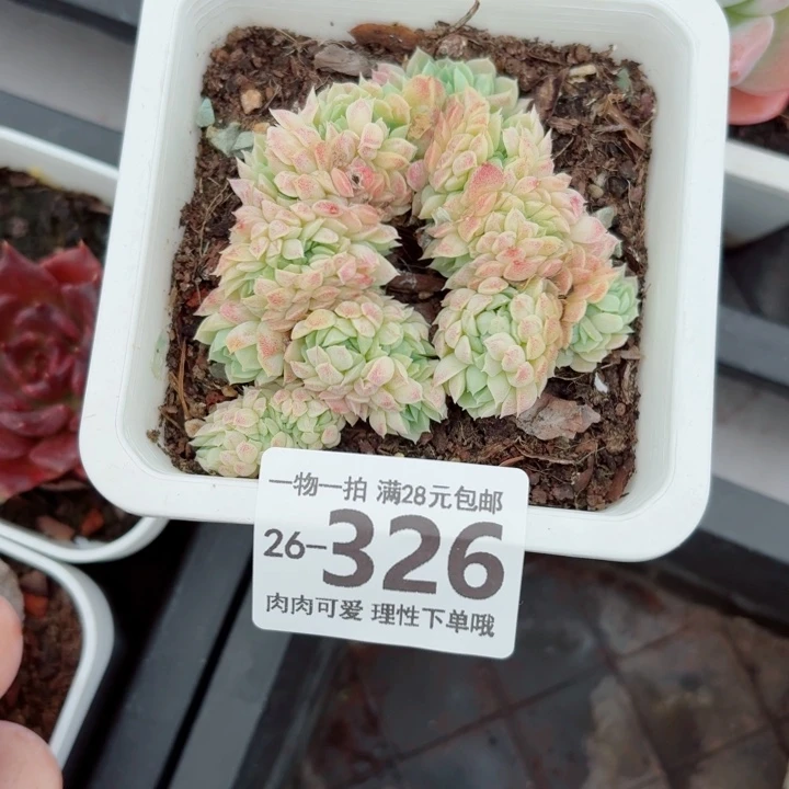 羊脂球缀化多肉无盆土发货无