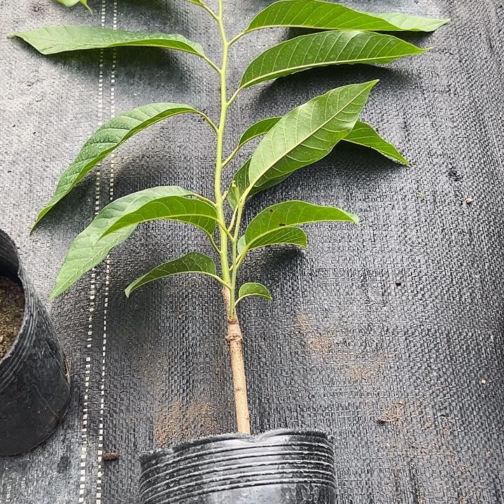 心***声天使146788999990000000