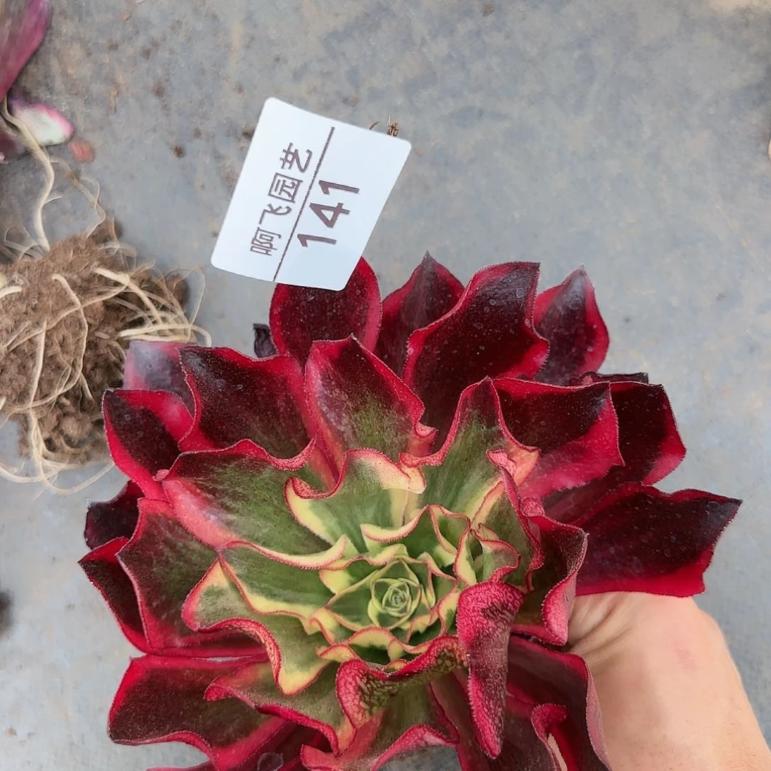 141多肉  魅影小单头量拍