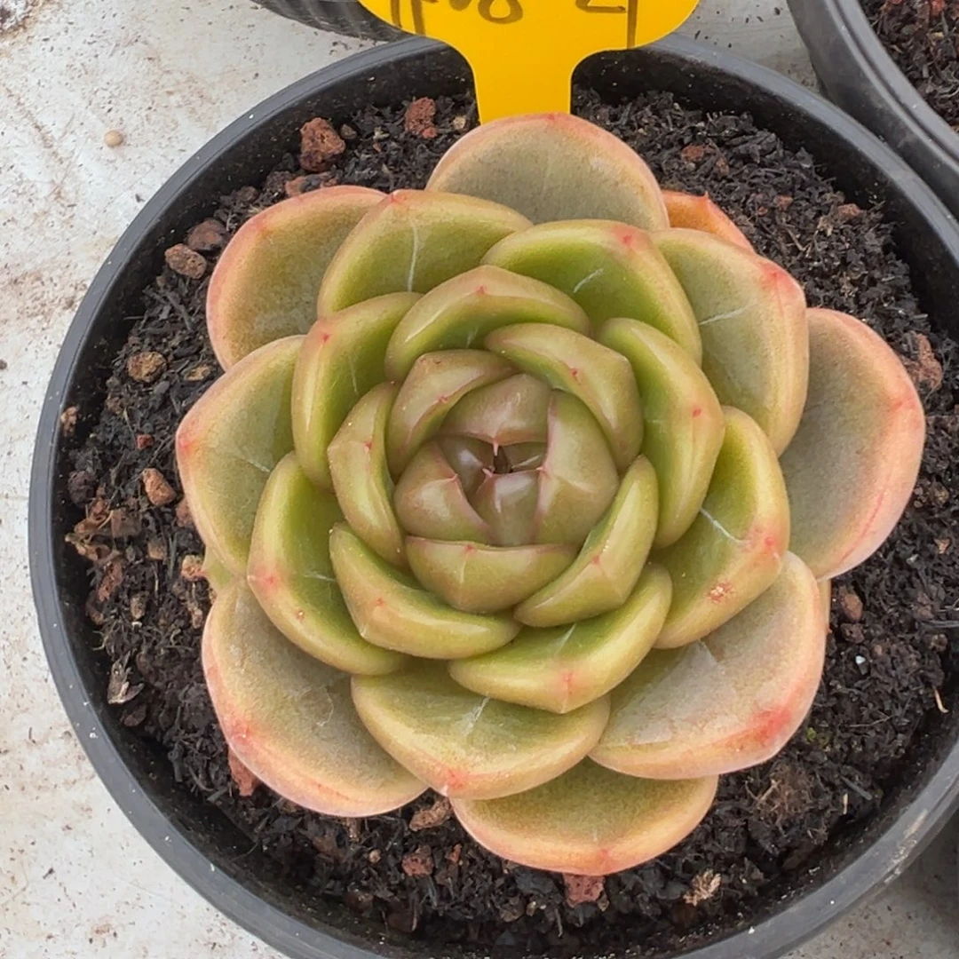 11-08-27蓝水鬼珍妮多肉植物