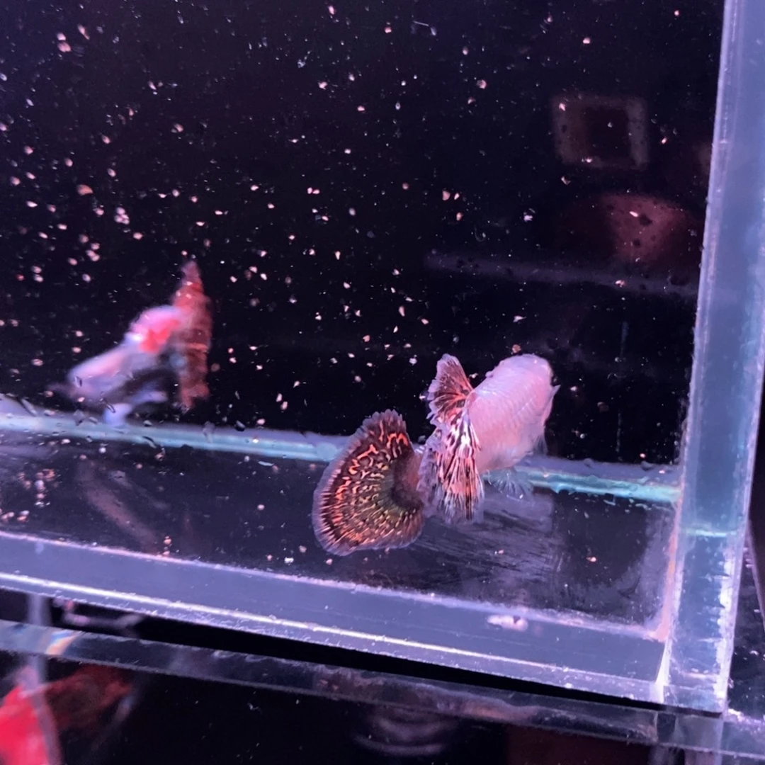 孔雀鱼菊花帆红龙一对