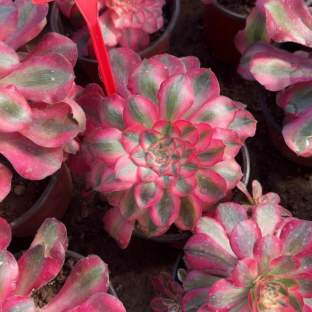 4561爱丽丝多肉法师