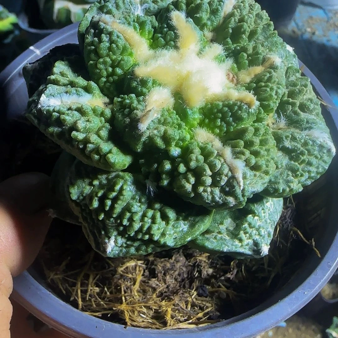 龟甲哥827仙人球开花