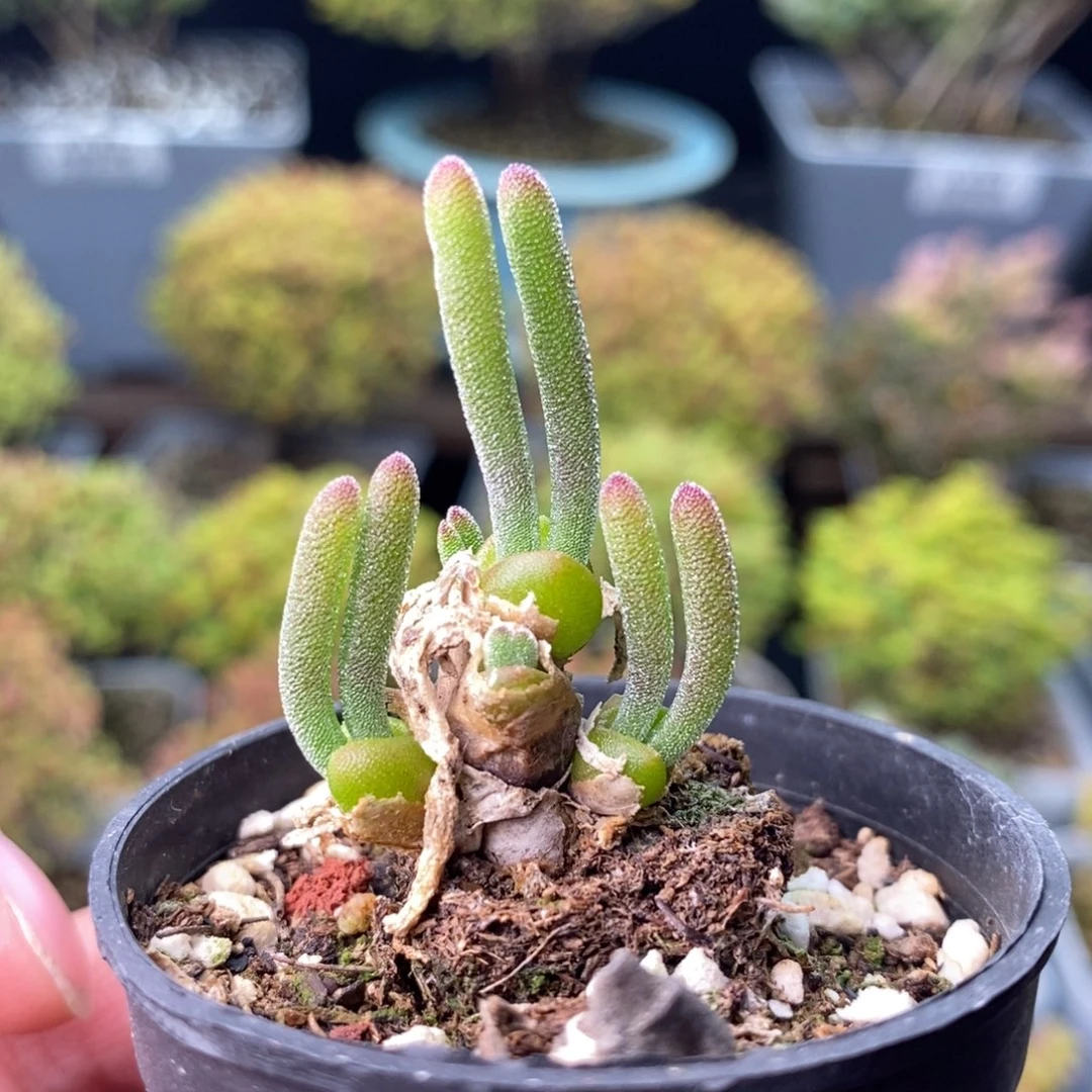 0589碧光环 。