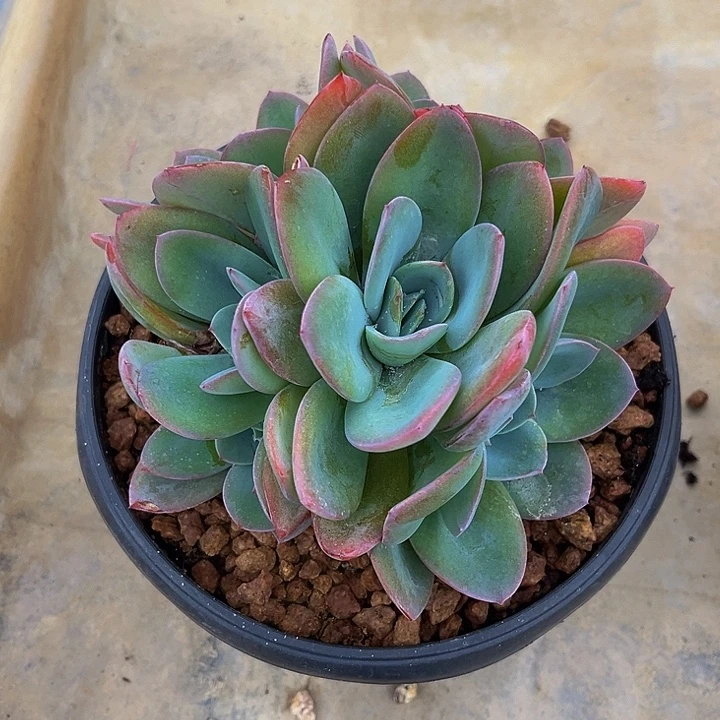 多肉植物布鲁蓝手捧