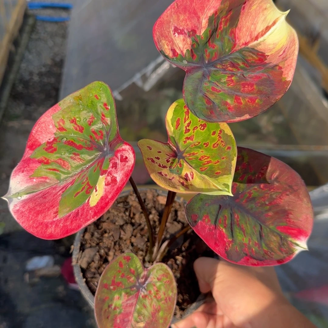 完全开放泰彩脱土发