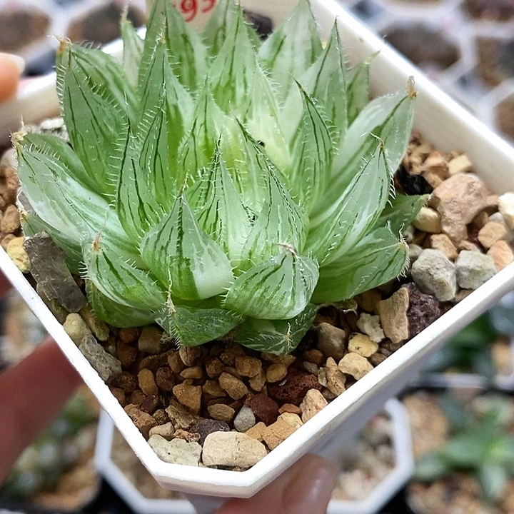 693原始玉露锦一物