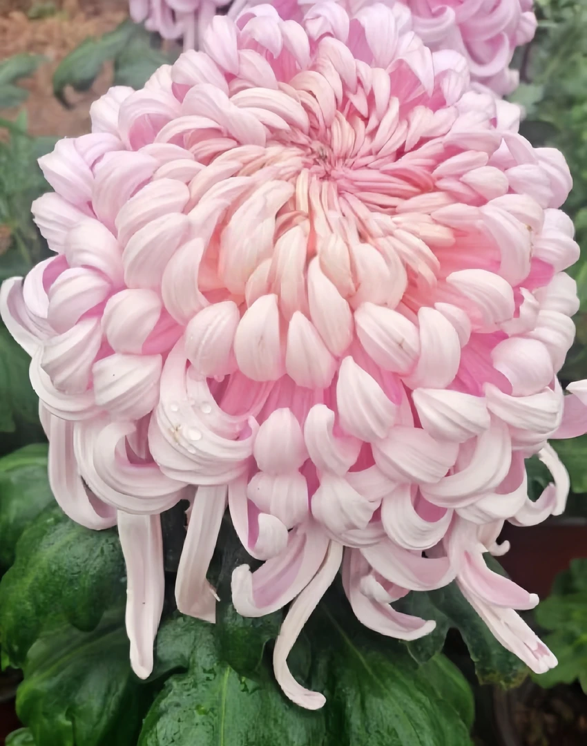 【国华巨匠菊花】九月菊大花盆栽新手