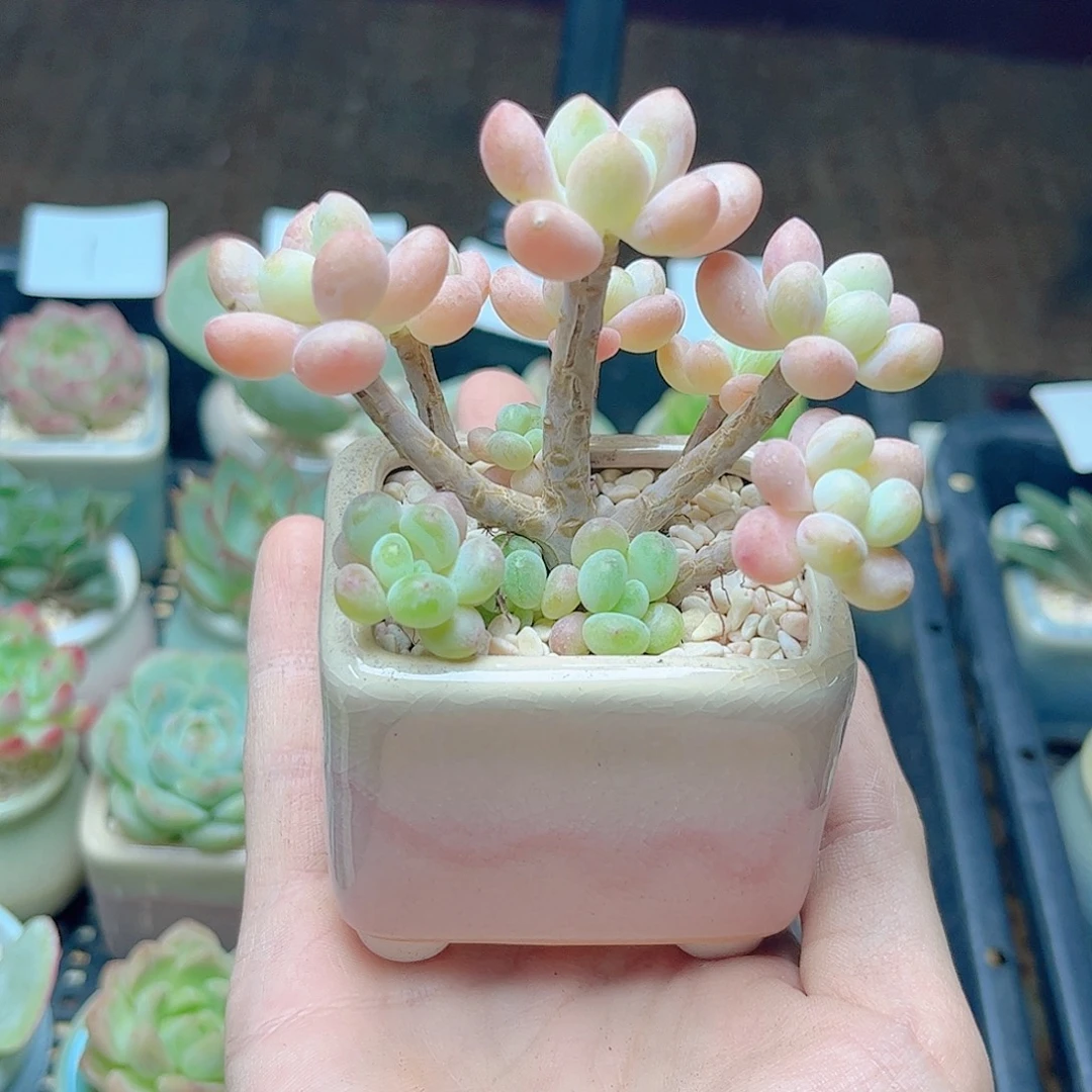 多肉植物一物一拍达芙妮