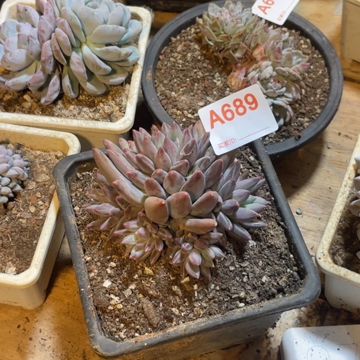 茴***啊689 满20包邮脱土发货