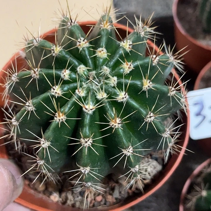 182号实生彩草带盆