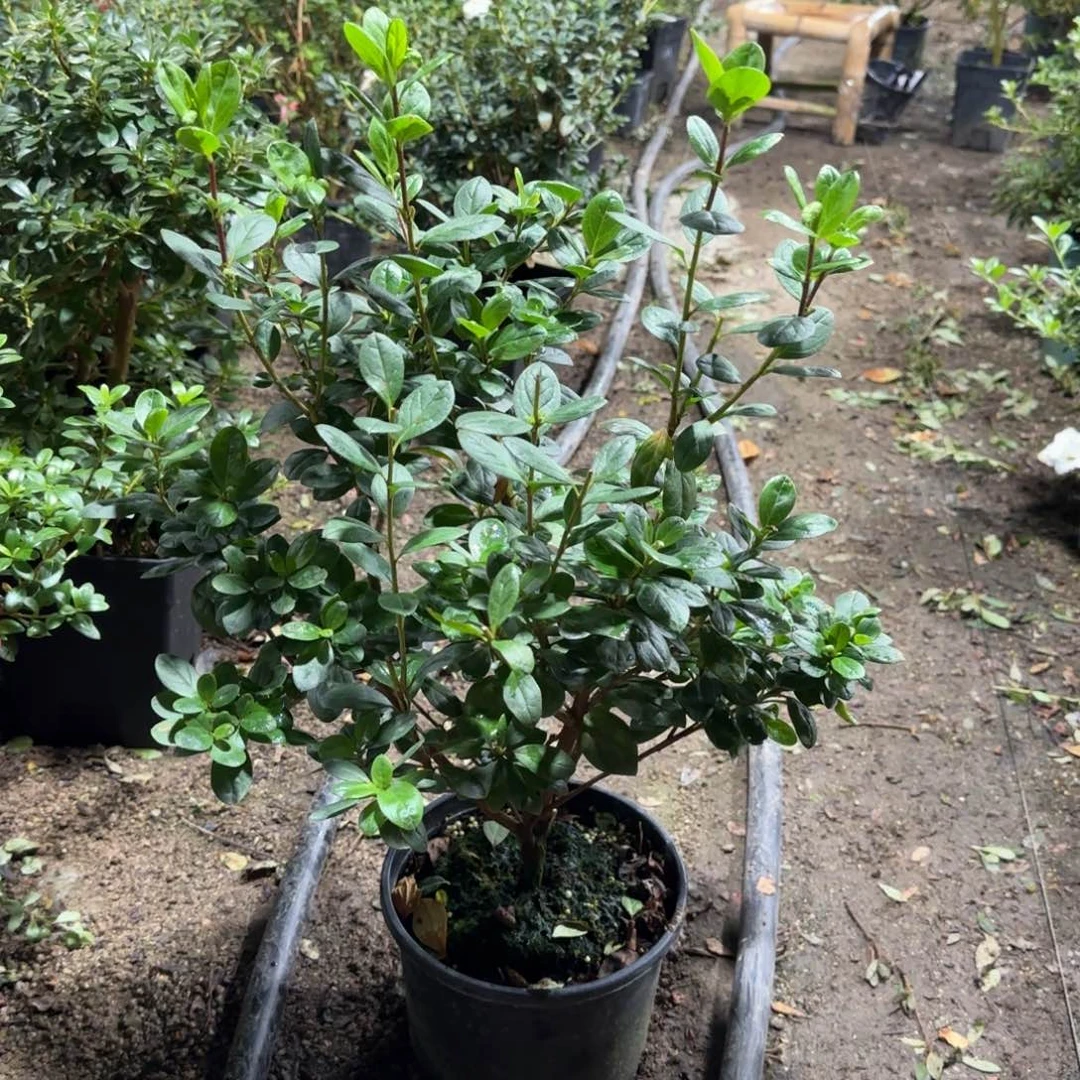 子***尘完全开放绯碧朱砂杜鹃花