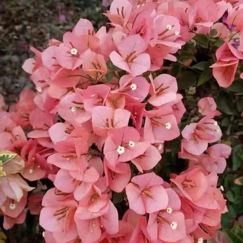 绿叶台湾姑娘三角梅原盆原土发货一加绿仑盆带纤维杆（可做高飘）