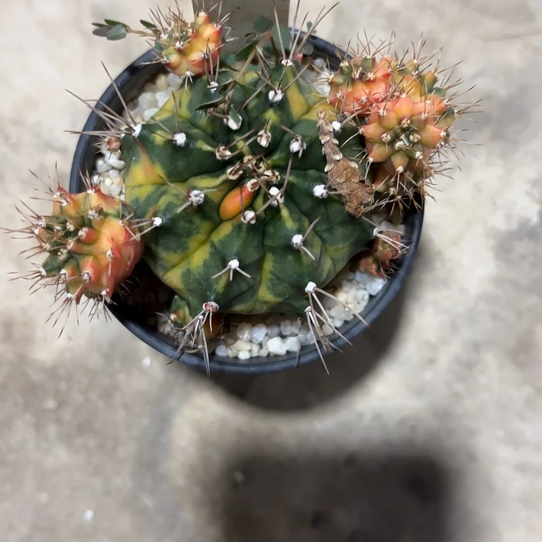 @***晞42-0718泰国发货多肉