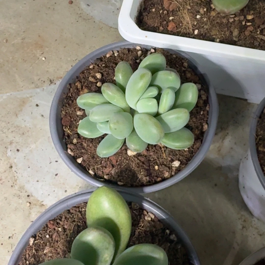 奶龙 双头 一物一拍