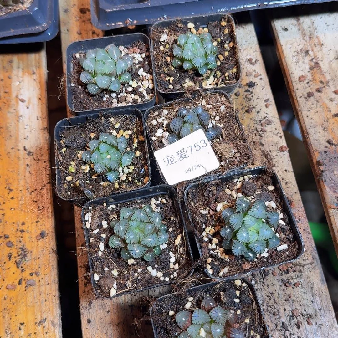 直播福利一物一拍753