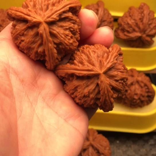 核桃核桃核桃核桃和他的