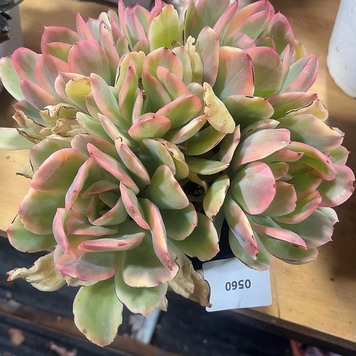 A**忧鑫伟多肉奇罗锦0560