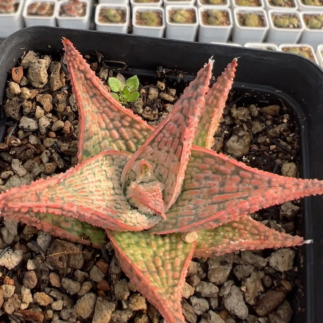 22多肉植物百科植物