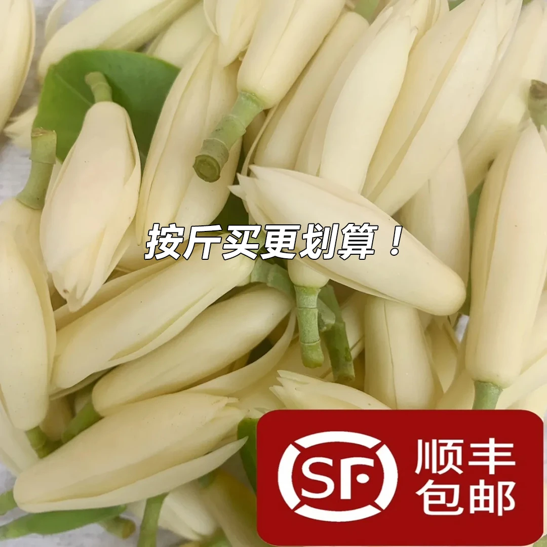精选白玉兰花鲜花朵黄角兰花缅桂花纯露泡酒当天新鲜采摘冷链现发