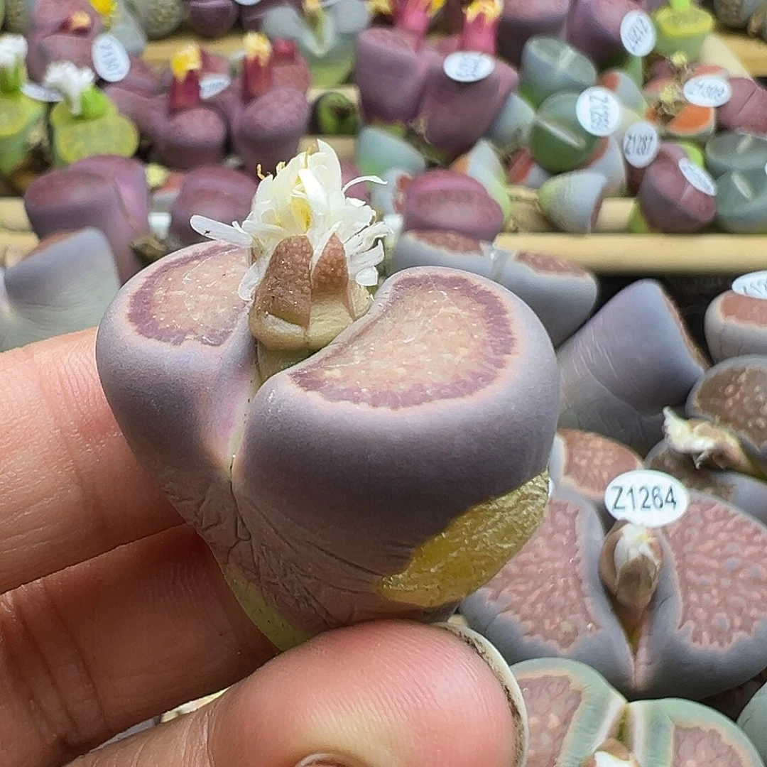 1319有干伤炸了1111111111