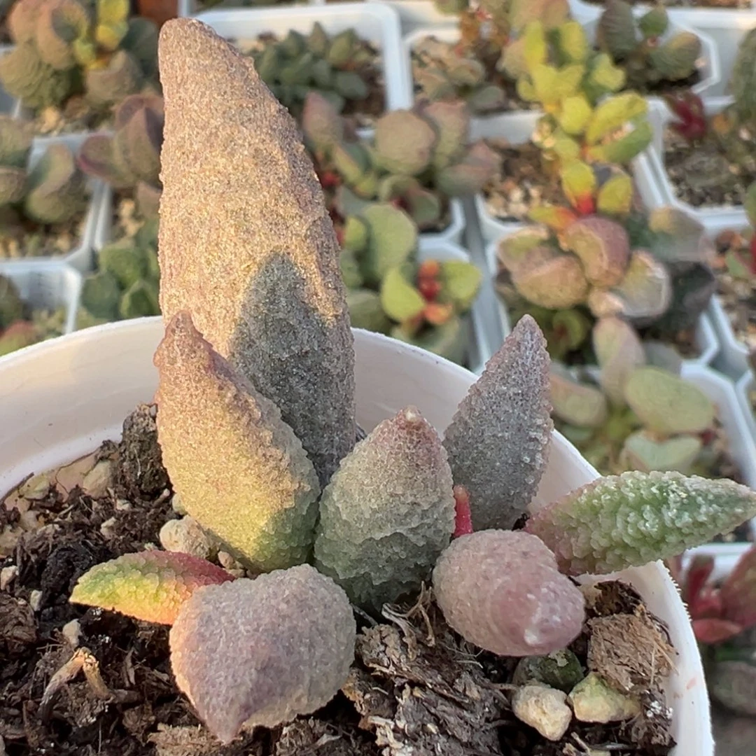 实生新品大苗多肉植物水泡