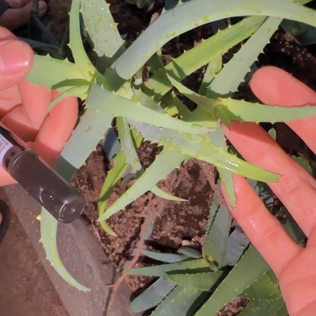 咖***糖块根植物块根植物