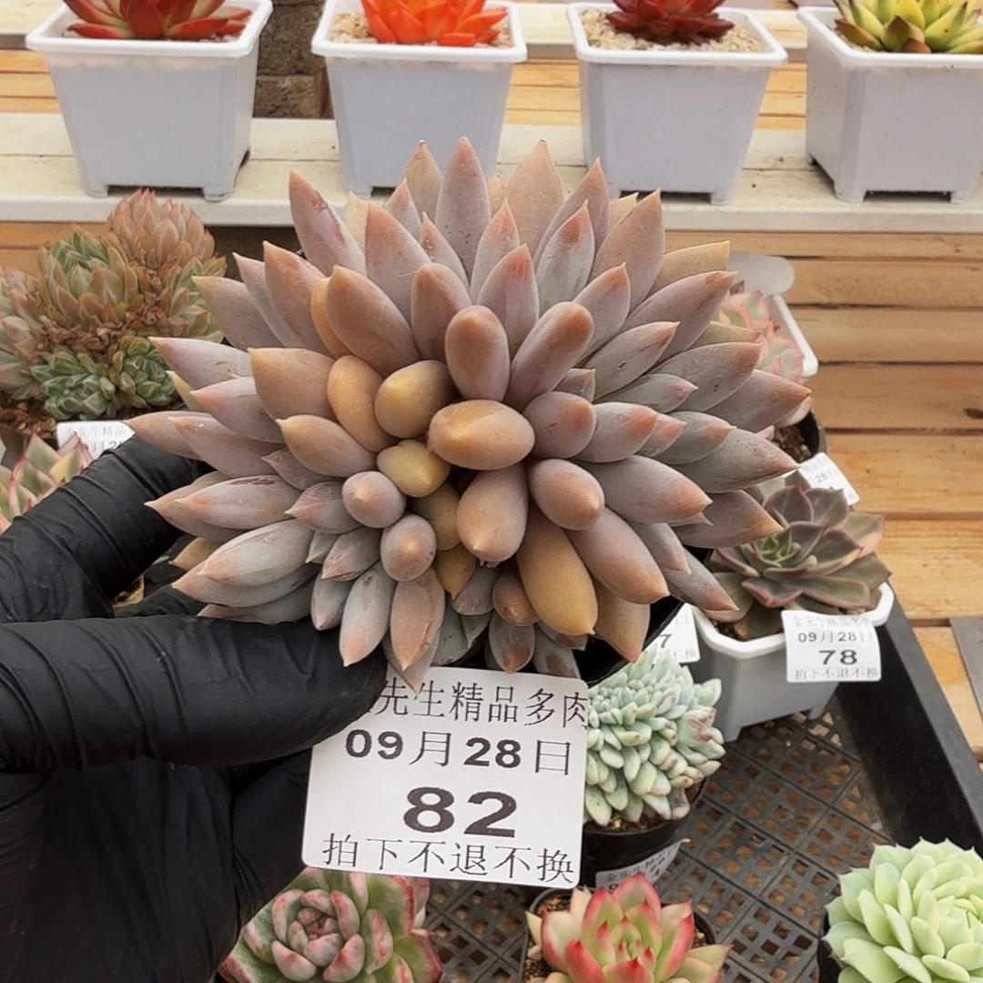 0928-82哥特萝莉群