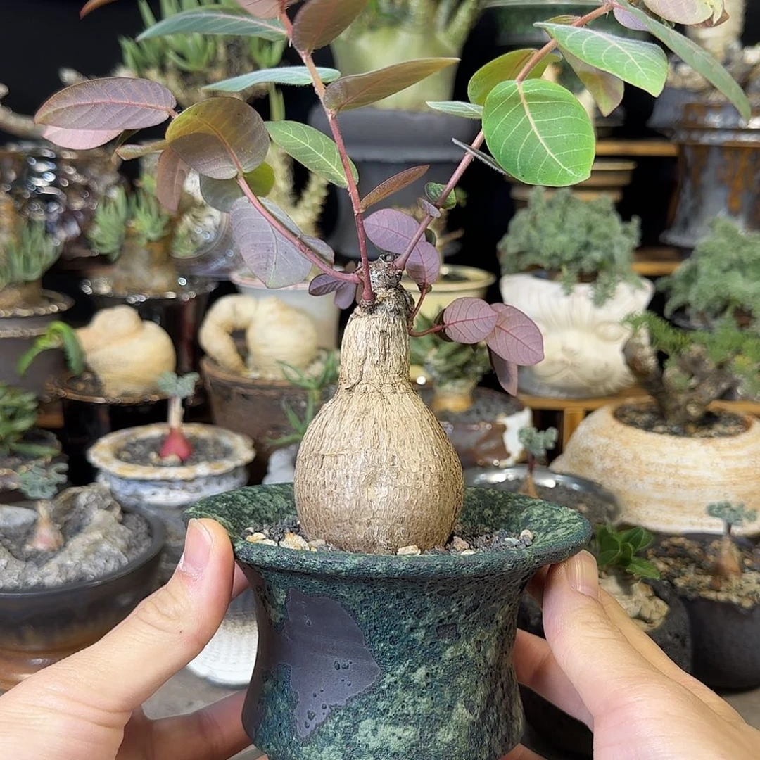 一物一拍奇异油柑26