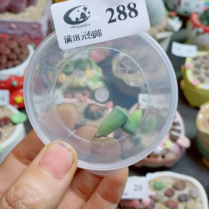 短***芙生石花花花花花花花288